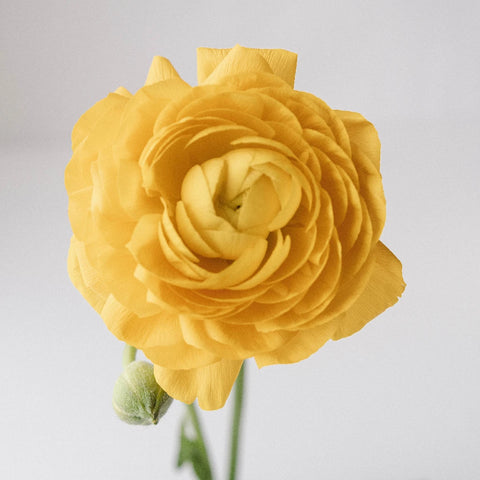Yellow Ranunculus Stem - Image