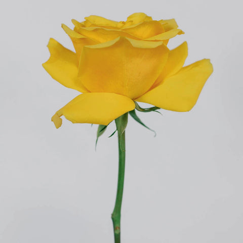 Yellow Rose Flower Stem