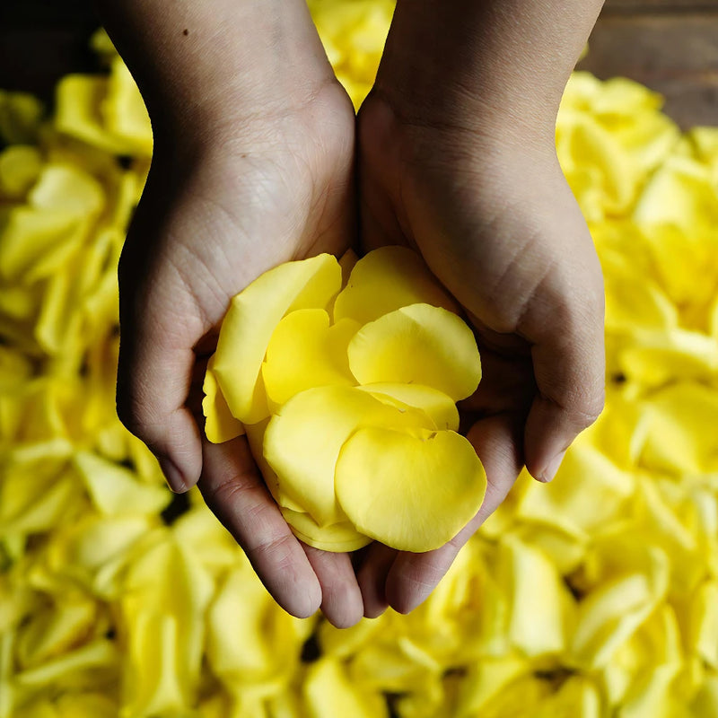 Yellow Rose Petals Wholesale
