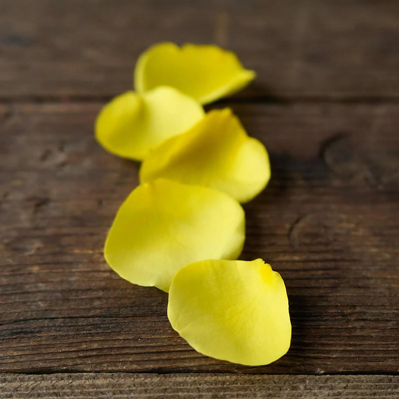 Yellow Real Rose Petals