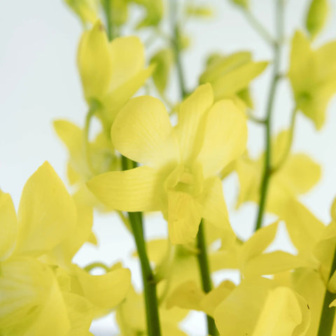Yellow Sapphire Dendrobium Orchid Flower Close Up - Image