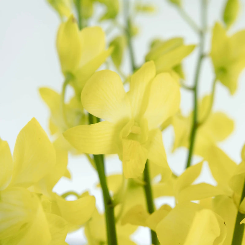 Yellow Sapphire Dendrobium Orchid Flower Close Up - Image