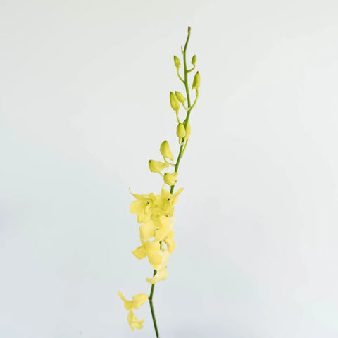 Yellow Sapphire Dendrobium Orchid Flower Stem - Image