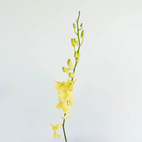Yellow Sapphire Dendrobium Orchid Flower Stem - Image