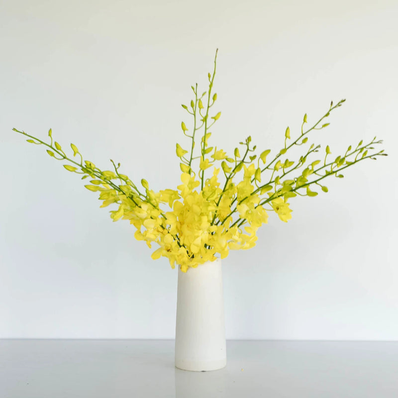 Yellow Sapphire Dendrobium Orchid Flower Vase - Image