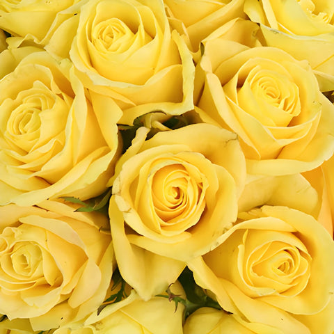 Yellow Meringue Sweetheart Roses