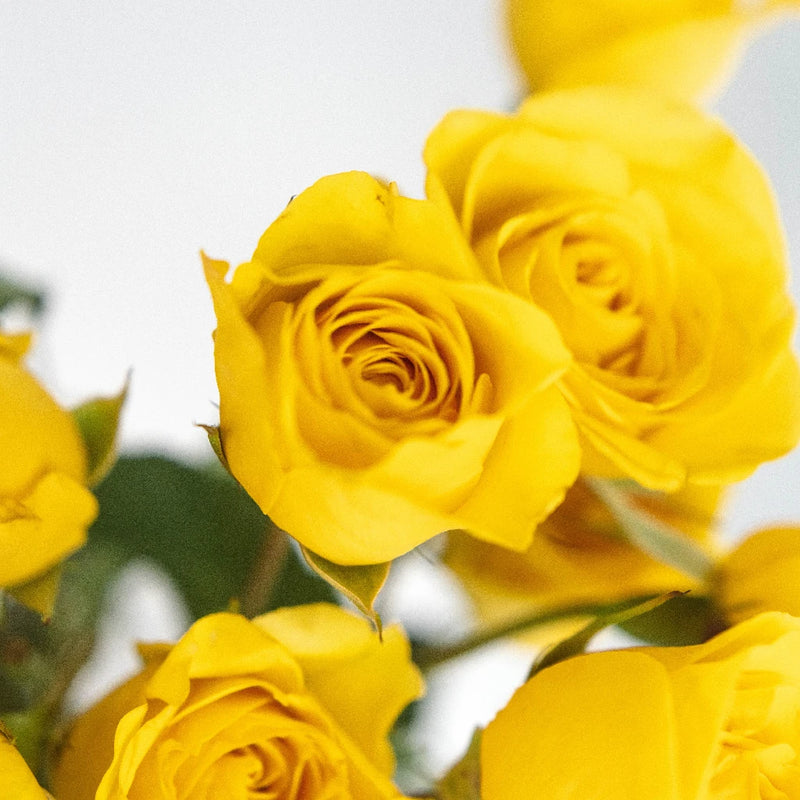 Yellow Spray Bulk Roses Close Up - Image