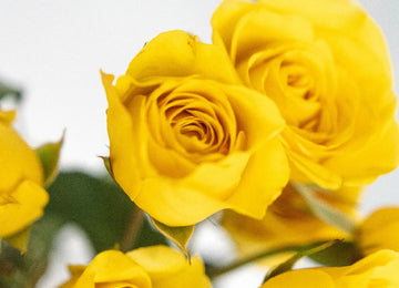 Yellow Spray Bulk Roses Close Up - Image