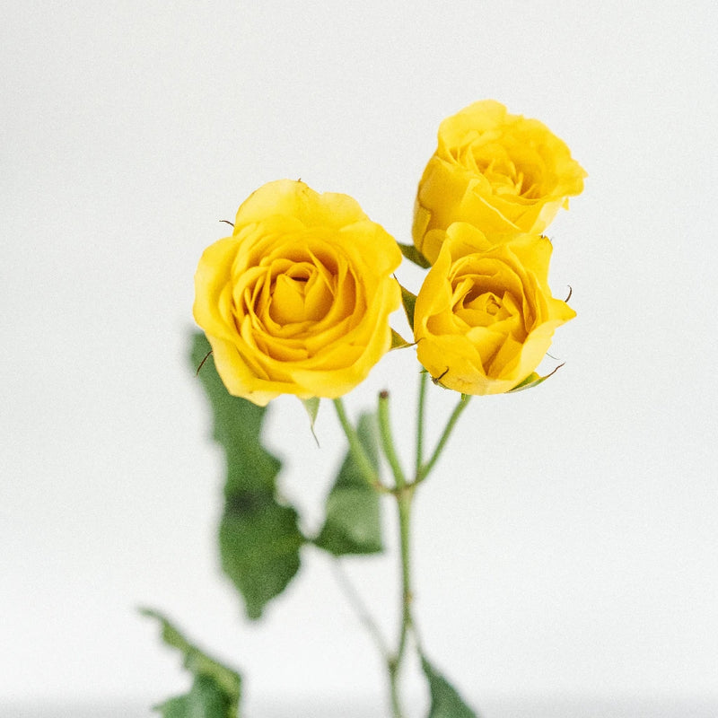 Yellow Spray Bulk Roses Stem - Image