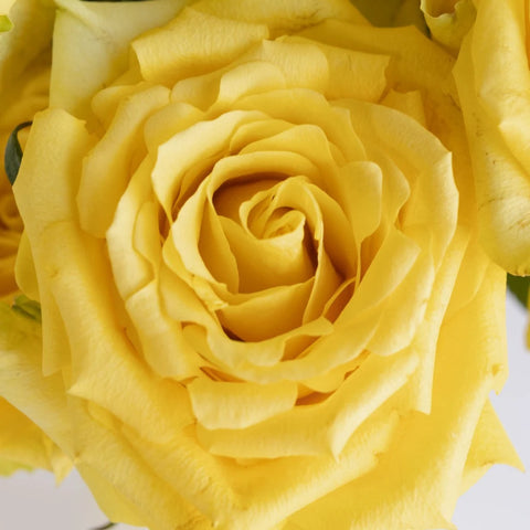 Yellow Stardust Roses Close Up - Image