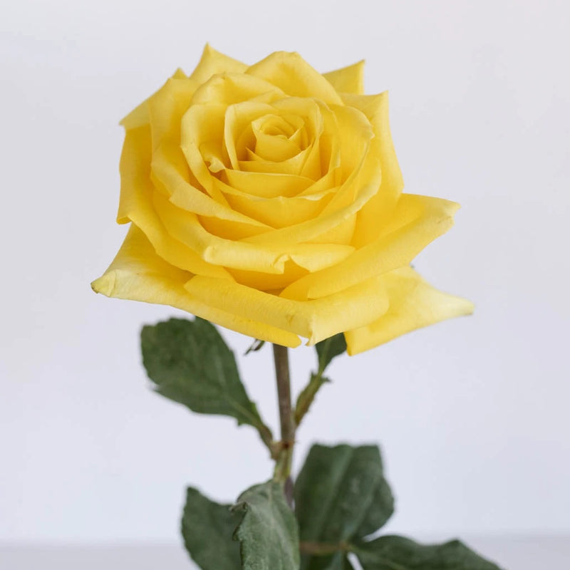 Yellow Stardust Roses Stem - Image