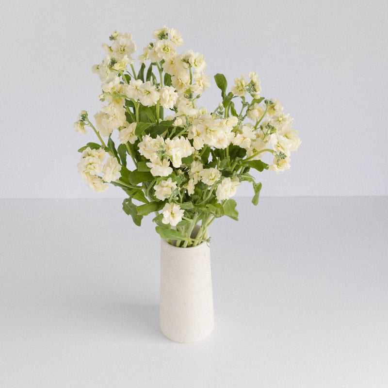 Yellow Fragrant Spray Stock Flower