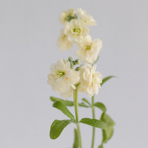 Yellow Fragrant Spray Stock Flower