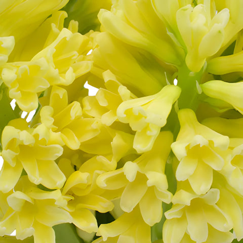 Yellow Hyacinth Flowers