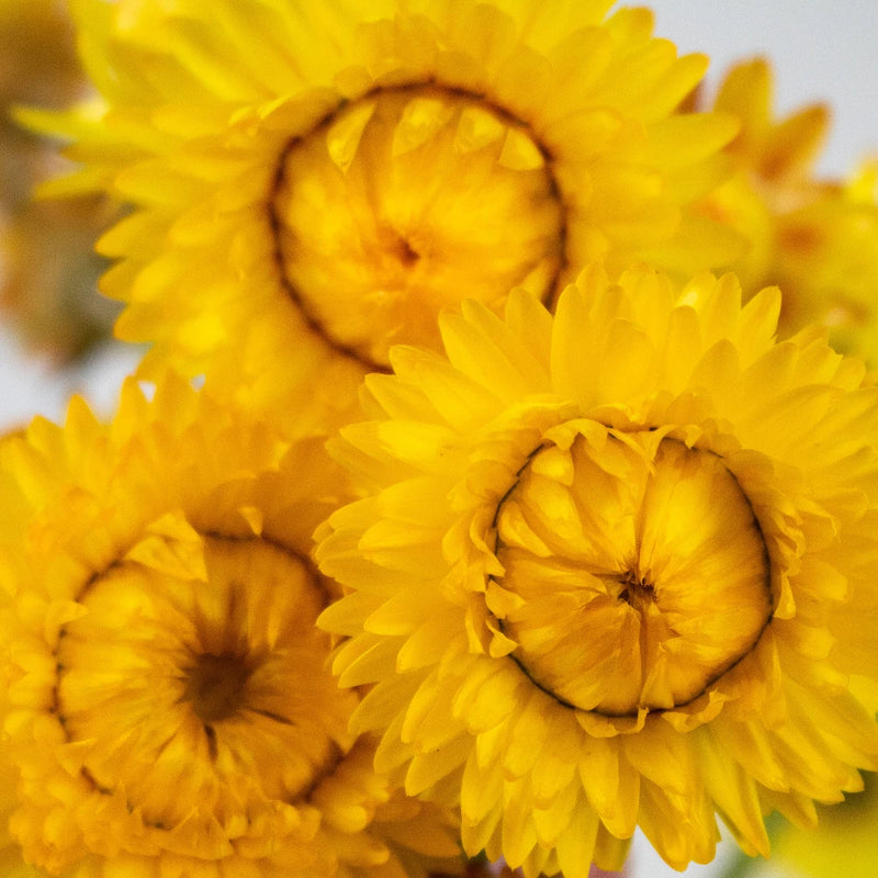 Yellow Straw Flower Up Close