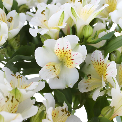 Yellow Sunbath Alstroemeria Flowers Close Up - Image