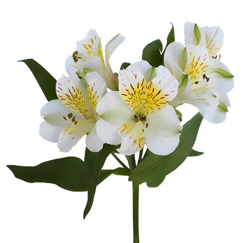 Yellow Sunbath Alstroemeria Flowers Stem - Image