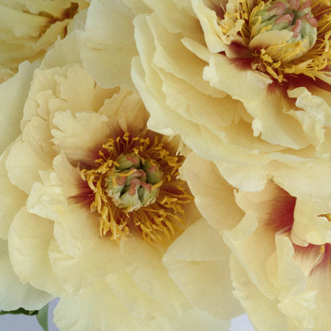 Yellow Treasure Peony Close Up - Image