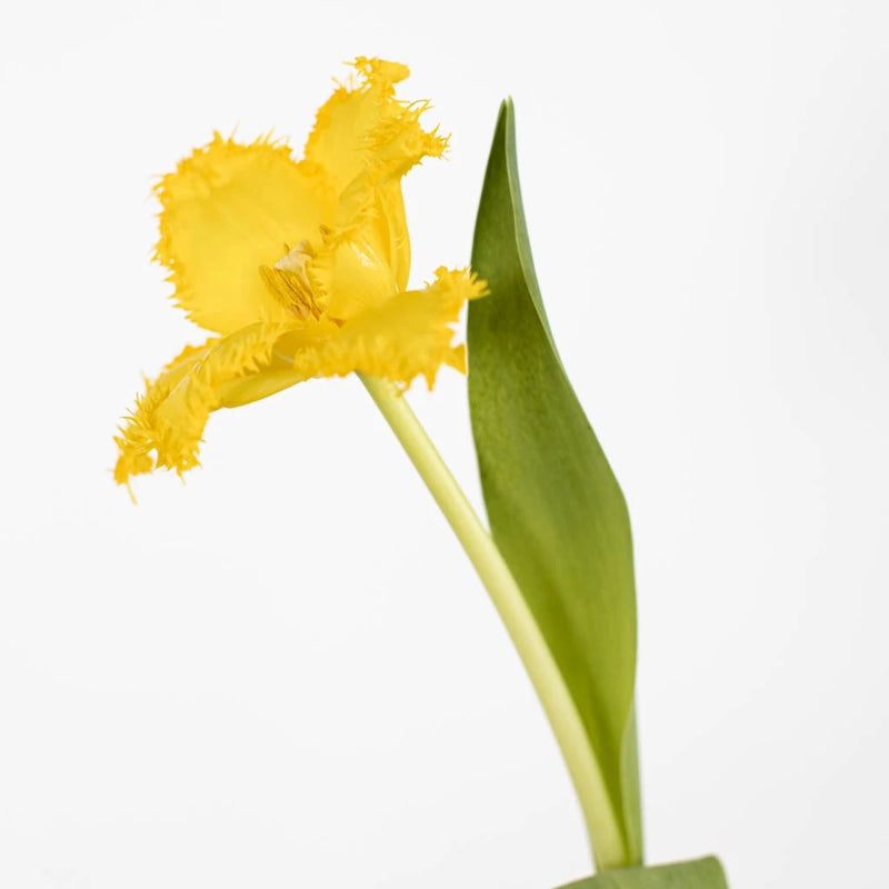 Yellow Valerie Frill Tulip Close Up - Image