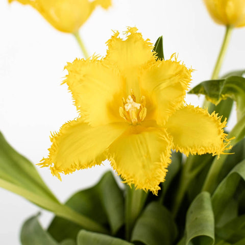 Yellow Valerie Frill Tulip Stem - Image