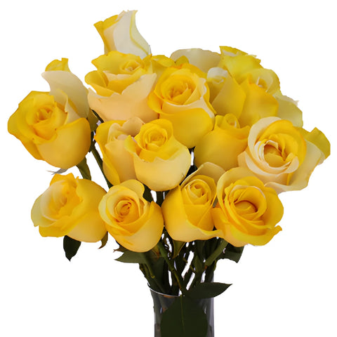 Yellow and White Tinted Rainbow Roses