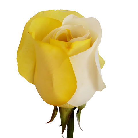 Yellow and White Tinted Rainbow Roses