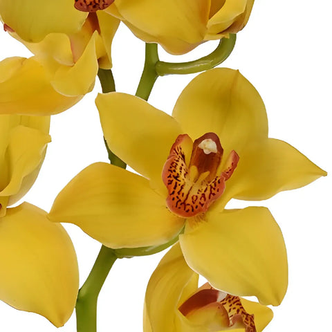 Yellow with Dark Pink Lip Cymbidium Orchids