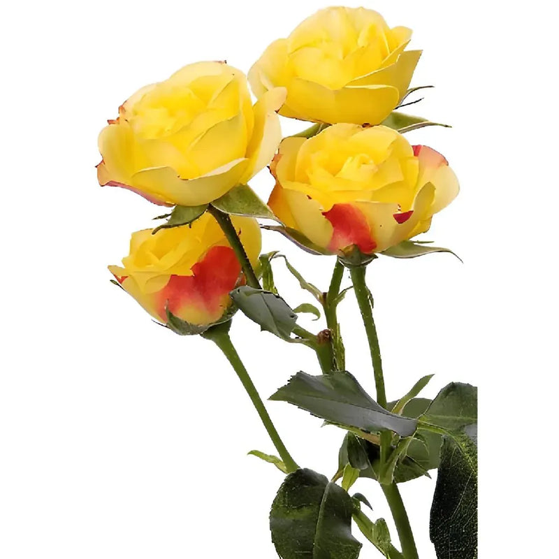 Yellow with Red Accents Spray Roses