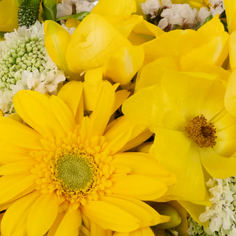 Yellow And White Sunshine Flower Collection