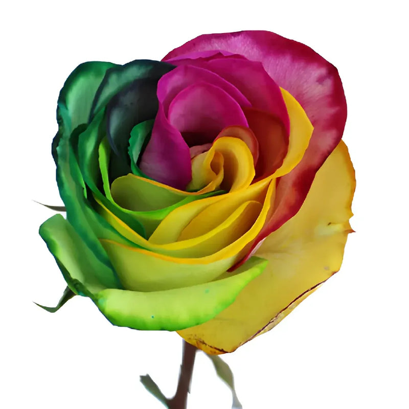 Yellow, Pink and Green Tinted Rainbow Roses