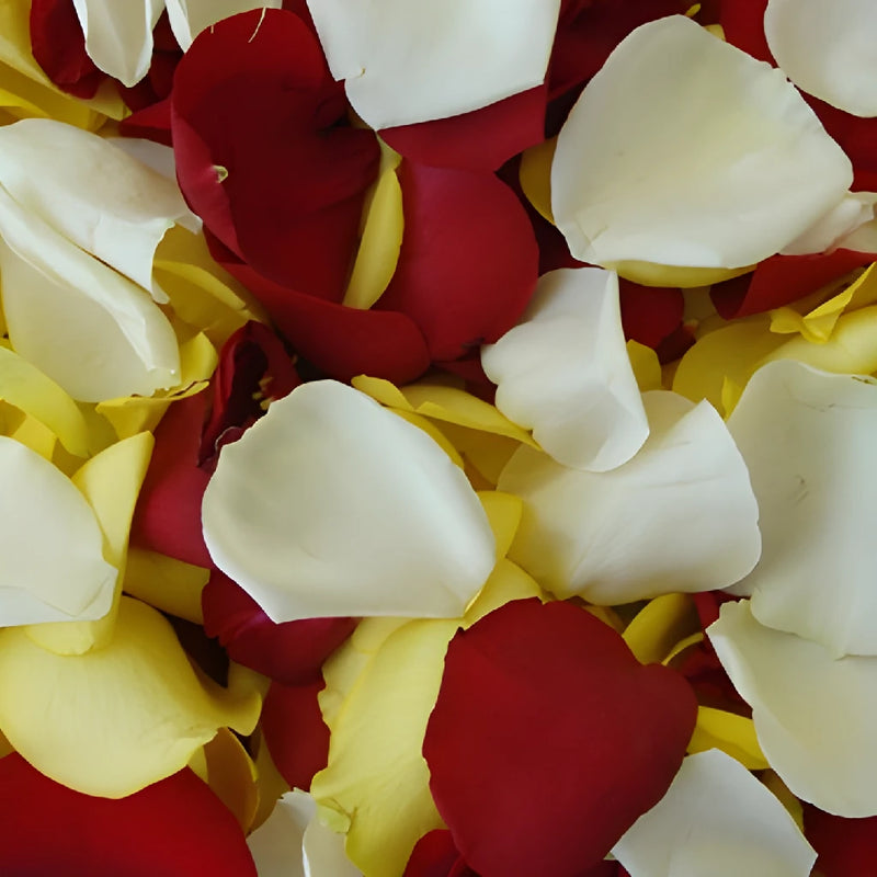Rose Pedals Fire Yellow