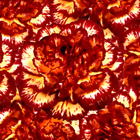 Yellow with Burgundy Fresh Carnation Flowers