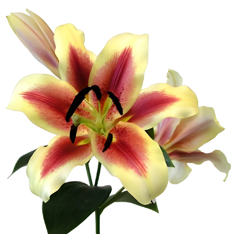red and yellow asiatic lily Buy Wholesale Bicolor Yellow with Red Brushstrokes Oriental Lily in