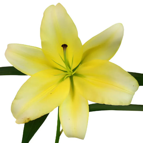 Yelloween Oriental Lily