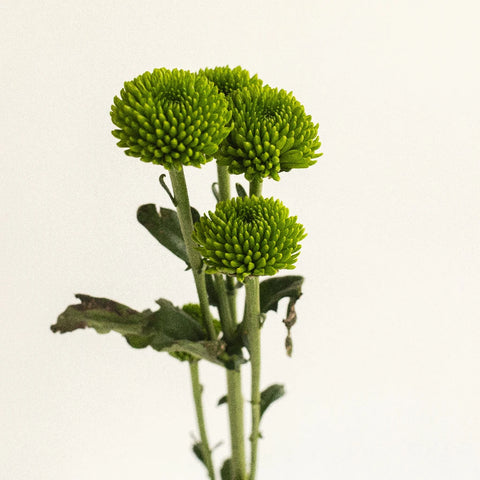 Yoko Ono Mini Button Pom Green Flower Stem - Image