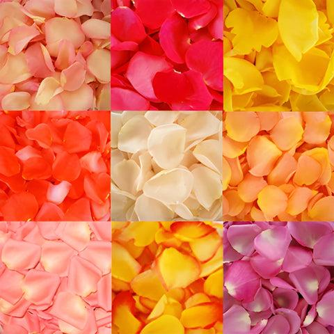 Mixed Fresh Rose Petals