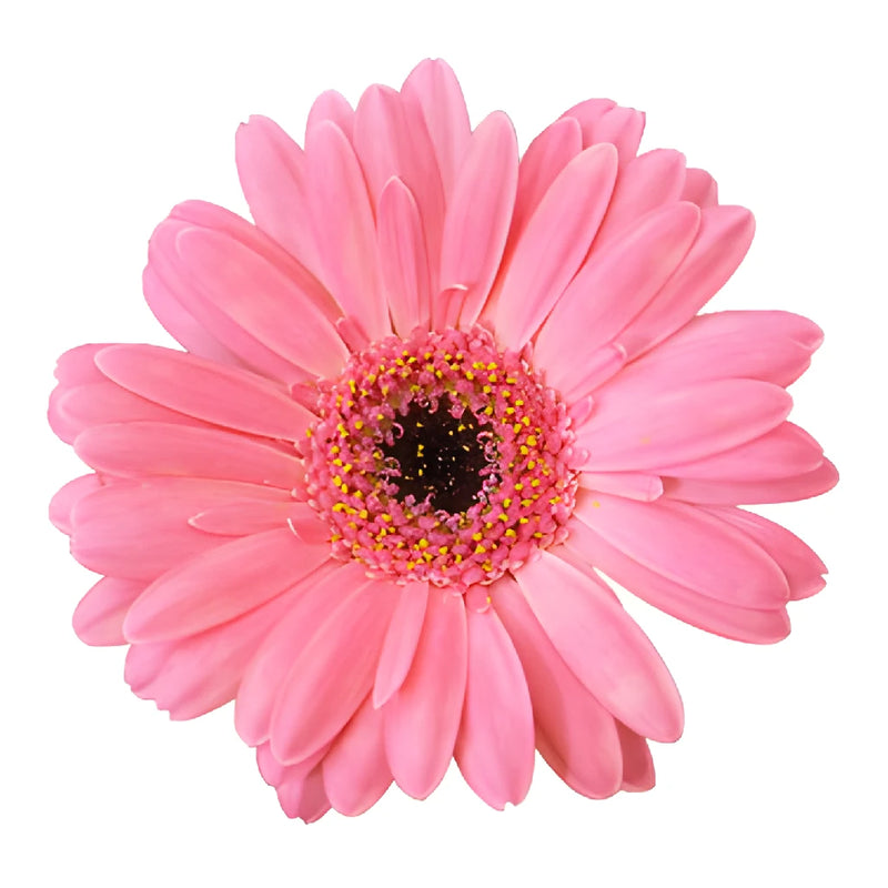 Pink Flamingo Mini Gerbera Daisies