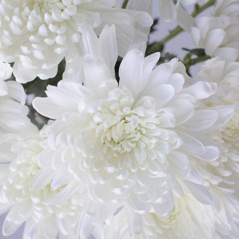 Zembla Cremon White Flower Close Up - Image