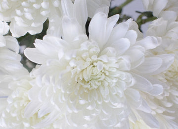 Zembla Cremon White Flower Close Up - Image