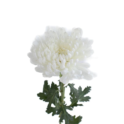 Zembla Cremon White Flower Stem - Image