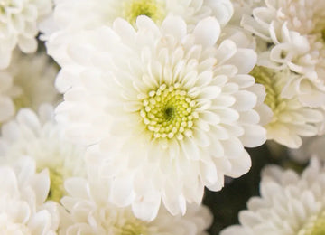 Zip Mini Button Pom White Flower