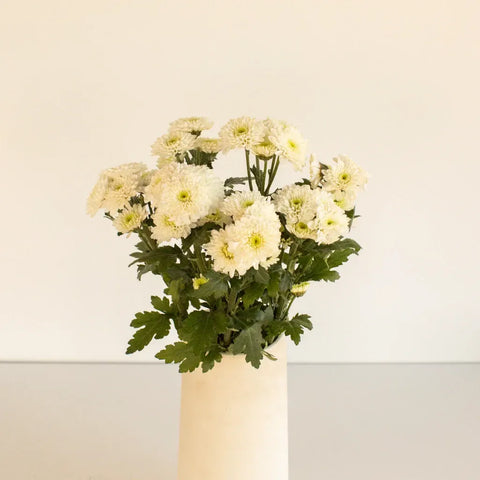 Zip Mini Button Pom White Flower