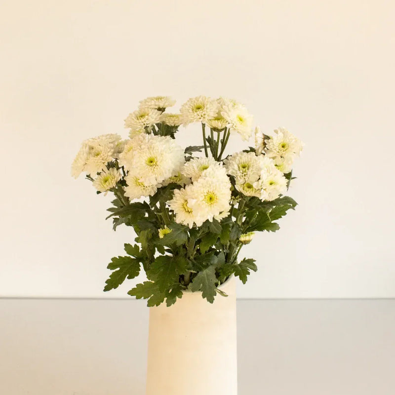 Zip Mini Button Pom White Flower