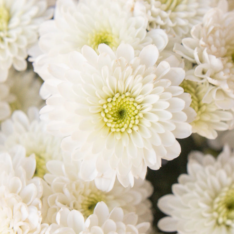 Zip Mini Button Pom White Flower Close Up - Image