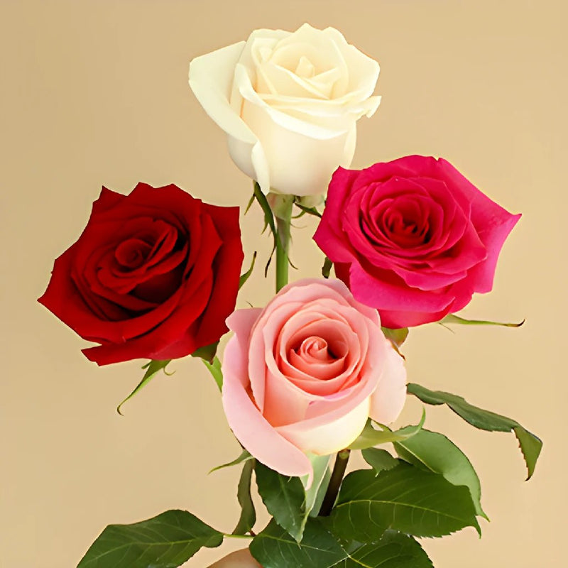 Valentines Love Pack Rose Special