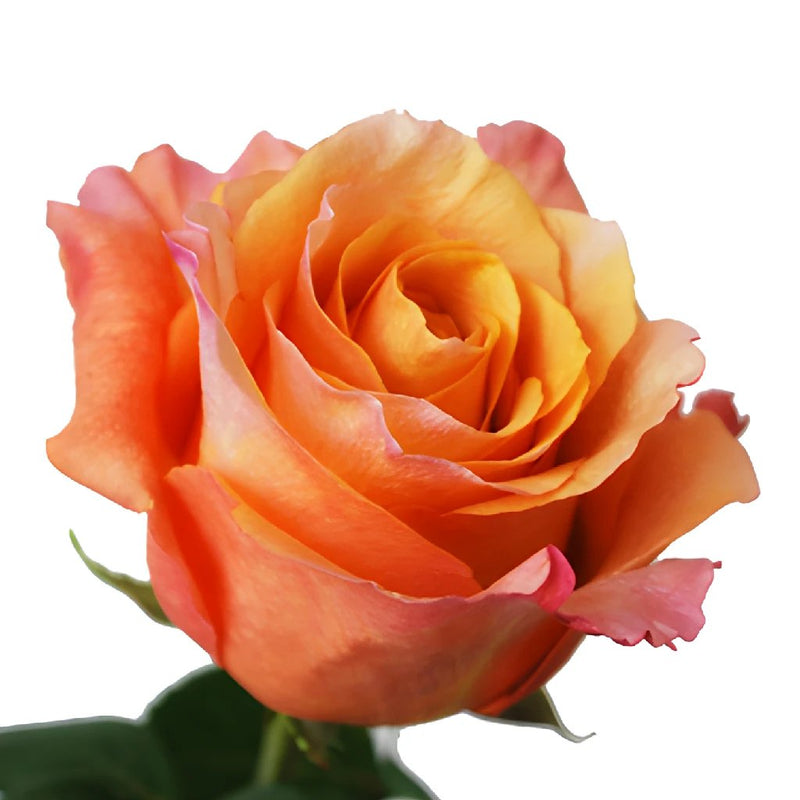 Milva Creamy Orange Rose