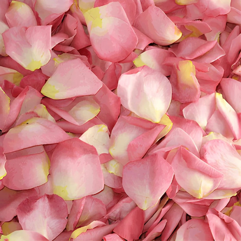 Dried Rose Petals for Weddings
