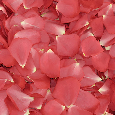 Guava Passion Pink Dried Rose Petals