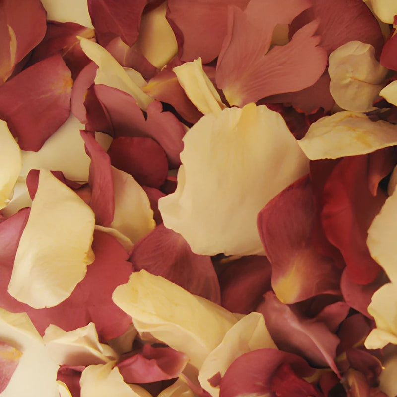 Purple Dried Rose Petals