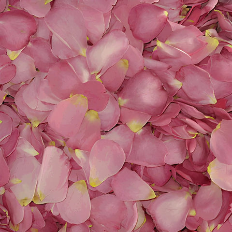 Pink Dried rose Petals for weddings